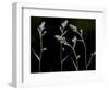 Low Light and the Deadly Meadow Death Camas in Western Montana-Steven Gnam-Framed Photographic Print