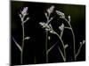 Low Light and the Deadly Meadow Death Camas in Western Montana-Steven Gnam-Mounted Photographic Print