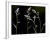 Low Light and the Deadly Meadow Death Camas in Western Montana-Steven Gnam-Framed Photographic Print