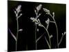 Low Light and the Deadly Meadow Death Camas in Western Montana-Steven Gnam-Mounted Photographic Print