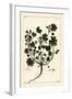 Low Mallow or Round-Leaved Mallow, Malva Pusilla-The Younger Dupin-Framed Giclee Print