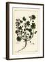 Low Mallow or Round-Leaved Mallow, Malva Pusilla-The Younger Dupin-Framed Giclee Print