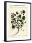 Low Mallow or Round-Leaved Mallow, Malva Pusilla-The Younger Dupin-Framed Giclee Print