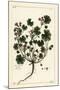 Low Mallow or Round-Leaved Mallow, Malva Pusilla-The Younger Dupin-Mounted Giclee Print