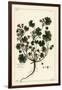 Low Mallow or Round-Leaved Mallow, Malva Pusilla-The Younger Dupin-Framed Giclee Print