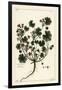 Low Mallow or Round-Leaved Mallow, Malva Pusilla-The Younger Dupin-Framed Giclee Print