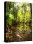 Low Point of View along Stream Running through Forest with Deep Vibrant Colors-Veneratio-Stretched Canvas