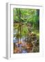 Low Point of View along Stream Running through Forest with Deep Vibrant Colors-Veneratio-Framed Photographic Print