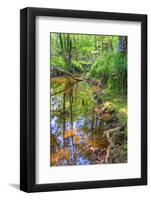 Low Point of View along Stream Running through Forest with Deep Vibrant Colors-Veneratio-Framed Photographic Print
