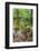 Low Point of View along Stream Running through Forest with Deep Vibrant Colors-Veneratio-Framed Photographic Print