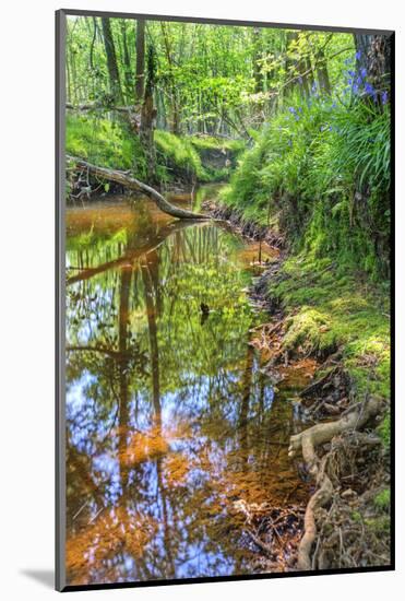 Low Point of View along Stream Running through Forest with Deep Vibrant Colors-Veneratio-Mounted Photographic Print