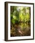 Low Point of View along Stream Running through Forest with Deep Vibrant Colors-Veneratio-Framed Photographic Print