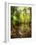 Low Point of View along Stream Running through Forest with Deep Vibrant Colors-Veneratio-Framed Photographic Print