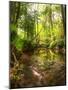 Low Point of View along Stream Running through Forest with Deep Vibrant Colors-Veneratio-Mounted Photographic Print