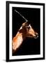 Low Poly Safari Art - Antelope - Black Edition V-Philippe Hugonnard-Framed Art Print