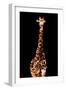 Low Poly Safari Art - Giraffes - Black Edition-Philippe Hugonnard-Framed Art Print