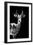 Low Poly Safari Art - Impala Antelope - Black Edition II-Philippe Hugonnard-Framed Art Print