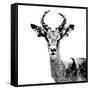 Low Poly Safari Art - The Antelope - White Edition II-Philippe Hugonnard-Framed Stretched Canvas