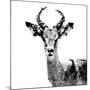 Low Poly Safari Art - The Antelope - White Edition II-Philippe Hugonnard-Mounted Art Print