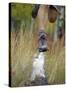 Low Section View of a Person Jumping over a Log of Wood-null-Stretched Canvas