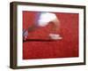 Low Section View of a Person Running-null-Framed Photographic Print