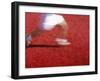 Low Section View of a Person Running-null-Framed Photographic Print