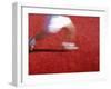 Low Section View of a Person Running-null-Framed Photographic Print