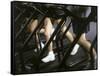 Low Section View of People Running on Treadmills in a Gym-null-Framed Stretched Canvas