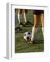 Low Section View of Soccer Players Feet and a Soccer Ball-null-Framed Photographic Print