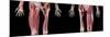 Low section views of human limbs, hip and muscular system, on black background.-Leonello Calvetti-Mounted Art Print