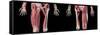 Low section views of human limbs, hip and muscular system, on black background.-Leonello Calvetti-Framed Stretched Canvas