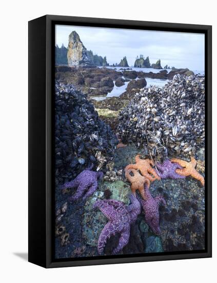 Low Tide at Point of Arches, Olympic National Park, Washington, USA-Gary Luhm-Framed Stretched Canvas