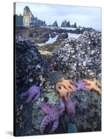 Low Tide at Point of Arches, Olympic National Park, Washington, USA-Gary Luhm-Stretched Canvas