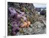 Low Tide at Point of Arches, Olympic National Park, Washington, USA-Gary Luhm-Framed Photographic Print