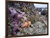 Low Tide at Point of Arches, Olympic National Park, Washington, USA-Gary Luhm-Framed Photographic Print