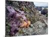 Low Tide at Point of Arches, Olympic National Park, Washington, USA-Gary Luhm-Mounted Photographic Print