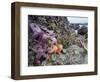 Low Tide at Point of Arches, Olympic National Park, Washington, USA-Gary Luhm-Framed Photographic Print