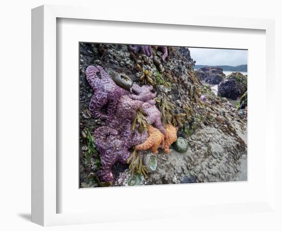 Low Tide at Point of Arches, Olympic National Park, Washington, USA-Gary Luhm-Framed Photographic Print