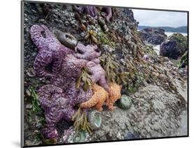 Low Tide at Point of Arches, Olympic National Park, Washington, USA-Gary Luhm-Mounted Photographic Print