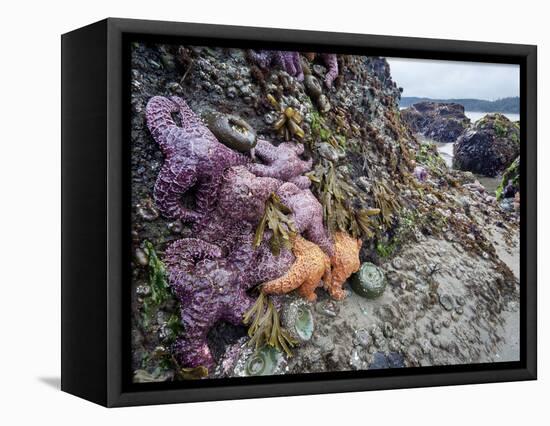 Low Tide at Point of Arches, Olympic National Park, Washington, USA-Gary Luhm-Framed Stretched Canvas