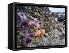 Low Tide at Point of Arches, Olympic National Park, Washington, USA-Gary Luhm-Framed Stretched Canvas