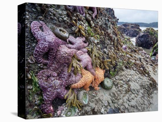 Low Tide at Point of Arches, Olympic National Park, Washington, USA-Gary Luhm-Stretched Canvas