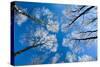 Low View of Tall Trees Under Blue Sky in Winter-Craig Roberts-Stretched Canvas
