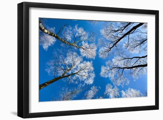 Low View of Tall Trees Under Blue Sky in Winter-Craig Roberts-Framed Photographic Print