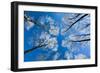 Low View of Tall Trees Under Blue Sky in Winter-Craig Roberts-Framed Photographic Print