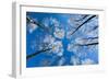 Low View of Tall Trees Under Blue Sky in Winter-Craig Roberts-Framed Photographic Print