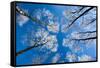 Low View of Tall Trees Under Blue Sky in Winter-Craig Roberts-Framed Stretched Canvas