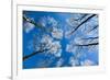 Low View of Tall Trees Under Blue Sky in Winter-Craig Roberts-Framed Photographic Print