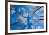 Low View of Tall Trees Under Blue Sky in Winter-Craig Roberts-Framed Photographic Print