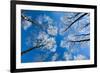 Low View of Tall Trees Under Blue Sky in Winter-Craig Roberts-Framed Photographic Print